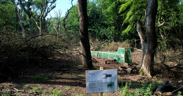 Et af de fem bure, hvor Naturstyrelsen har udsat eghjorte. (Foto: Michaerlæ Stoltze).