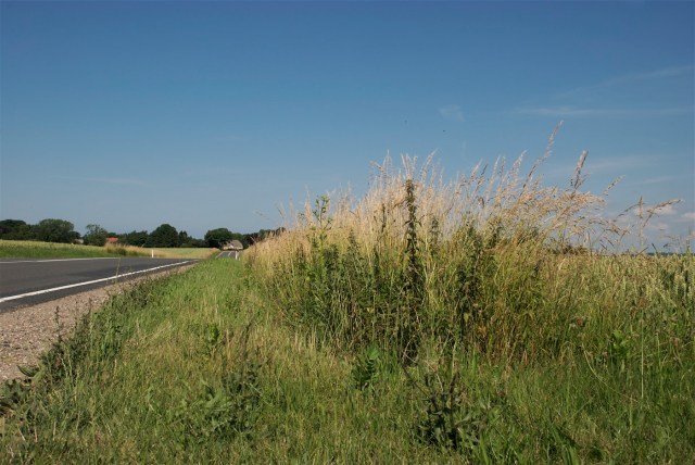 En  gødet grøftekant, hvor plantemassen bare bliver kværnet ned og efterladt hvert år, bliver overtaget af nælder, tidsler, draphavre og giftig pastinak. (Foto: Michael Stoltze).