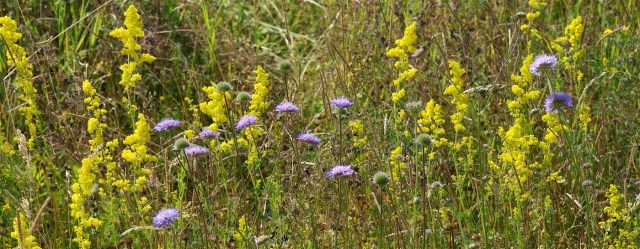 Gul snerre, blåhat og kamgræs i grøftekant, som ikke bliver gødet. (Foto: Michael Stoltze).   