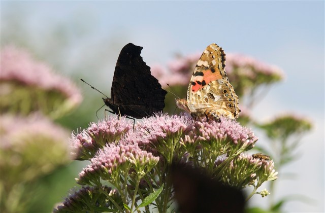 Dagpåfugleøje og tidselsommerfugl på hjortetrøst. (Foto: Michael Stoltze).