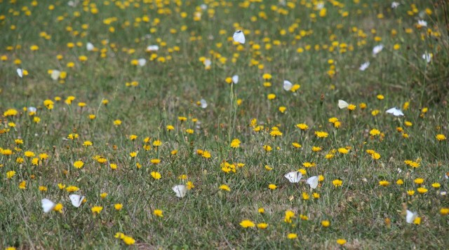 Skyer af kålsommerfugle  søger nektar på høstborst. (Foto: Michael Stoltze). 