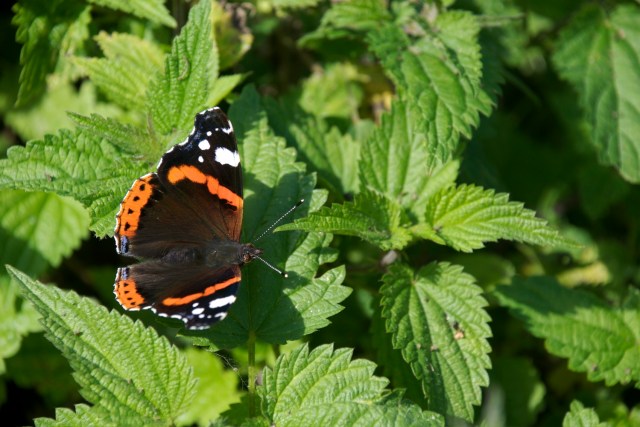 Admiralen lægger æg på havens brændenælder. (Foto: Michael Stoltze).