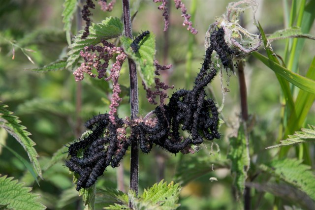 Nælder med larver af dagpåfugleøje. (Foto: Michael Stoltze).
