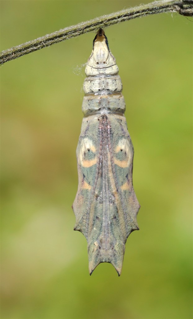 Dagpåfugleøjepuppe lige førsommerfuglen kryber ud. (Foto: Michael Stoltze).