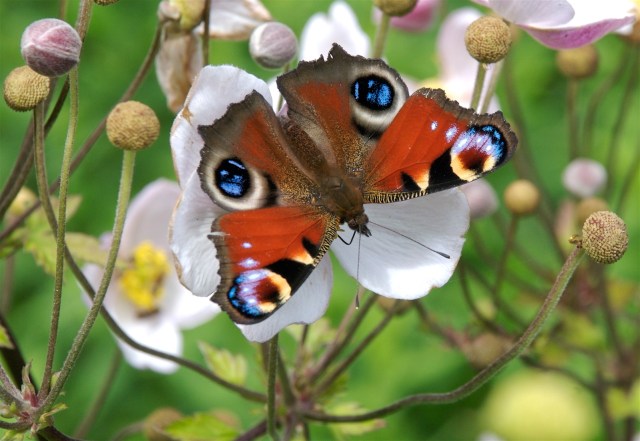 Dagpåfugleøje. (Foto: Michael Stoltze).