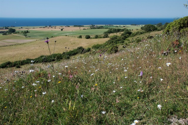 Danmarks mest truede natur findes på de få artsrige, blomstrende bakker og enge. DEn slagt områder er nædten væk i store dele af Danmark, så her er der virkelig brug for beskyttelse og genopretning. Men hjælpen er ikke at finde i regeringens finanslovsforslag for 2014. (Foto: Michael Stoltze).