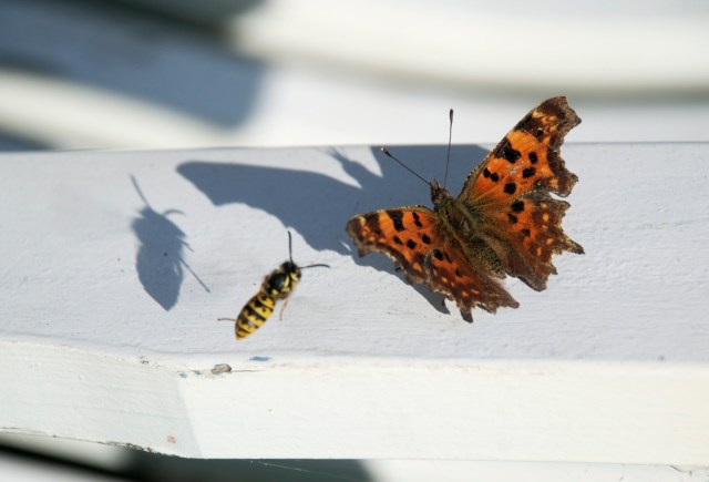 Det hvide C - og hveps. (Foto: Michael Stoltze).