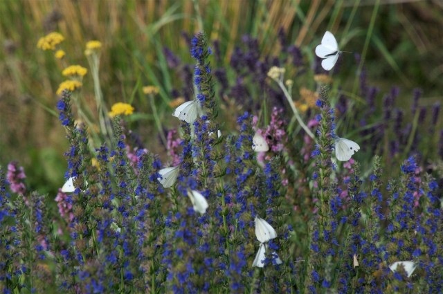 Lille kålsommerfugl flokkes om blå isop. (Foto: Michael Stoltze).
