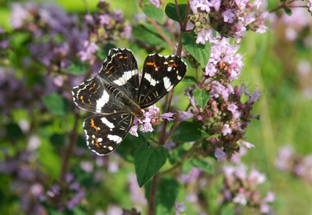 Nældesommerfugl på merian - den sort-hvide sommerform. (Foto: Michael Stoltze).