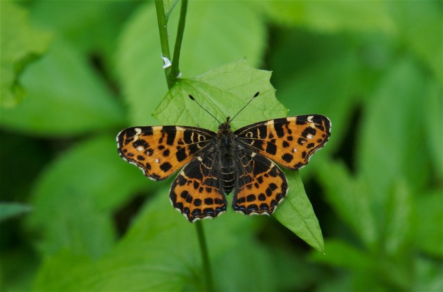 Nældesomerfugl i hvile på løgkarse - den orange forårsform. (Foto: Michael Stoltze).