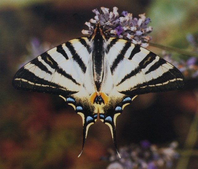 Weekenden byder på masser af sommerfugle, og der er endda mulighed for, at den sydeuræiske svalehale dukke op i Danmark. (Foto: Michael Stoltze).