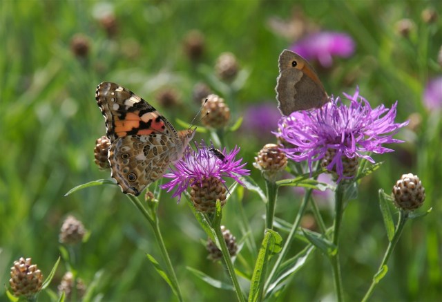 Tidselsomerfugl og græsrandøje flokkes om knopurt. (Foto: Michael Stoltze).