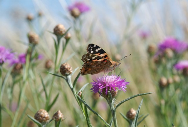 Tidselsommerfugl på knopurt. (Foto: Michael Stoltze).