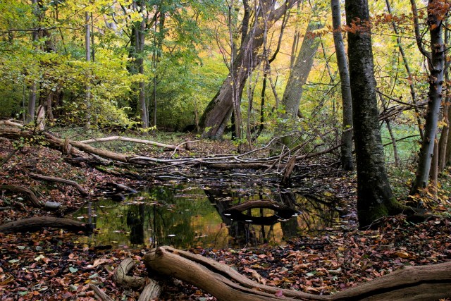 userup Skov ved Sorø ligger urørt hen. Skov er også natur - bare endnu ikke ifølge dansk lovgivning. (Foto: Michael Stoltze).