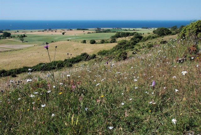 Der er brug fo en solid ofg langsigtet plan for landet. Naturplan Danmark må ikke blive en hovsaplan i kølvandet på randzonesagen. 