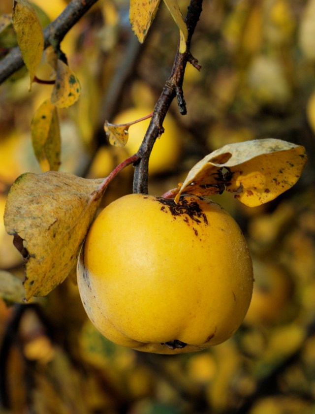 Æblekvæde på træet lige før den slipper. (Foto: Michael Stoltze).