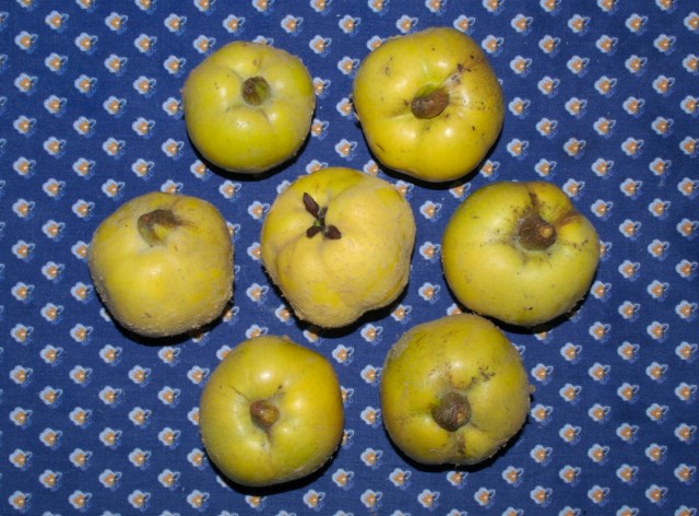 Æblekvæder. (Foto: Michael Stoltze).