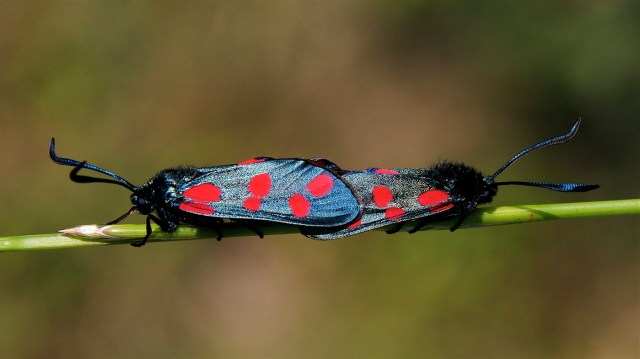 Seksplettede køllesværmere i parring. (Foto: Michael Stoltze).