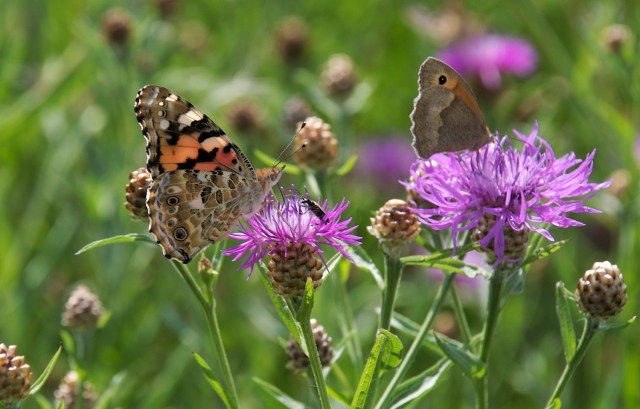 De tørre, åbne og ugødede bakker er eldoardoer for blomster,   sommerfugle, harer,  agerhøns og meget mere. (Foto: Michael Stoltze).