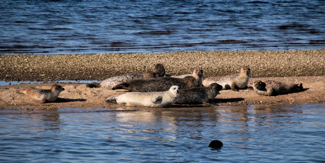 Spættede sæler hviler sig på Sundsøre Odde i Limfjorden. (Foto: Michael Stoltze).