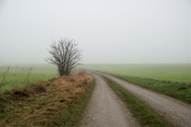 Danmark skal standse naturens tilbagegang.  Men vejen til målet fortaber sig stadig i tågerne.  Naturplan Danmark  skal bane vejen for, at målet bliver nået inden år 2020. (Foto: Michael Stoltze).