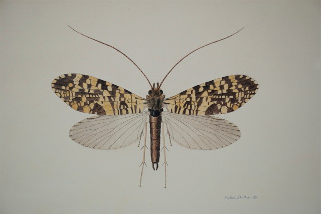 En bjergvårflue fra Blåskinsdalen ved Vang. (Tegning: Michael Stoltze).