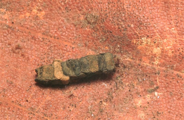 Det fine lille hus af kildevårfluen Crunoecia, som lever mellem våde blade i kilder. (Foto: Michael Stoltze).