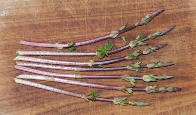 Humleskud. (Foto: Michael Stoltze).