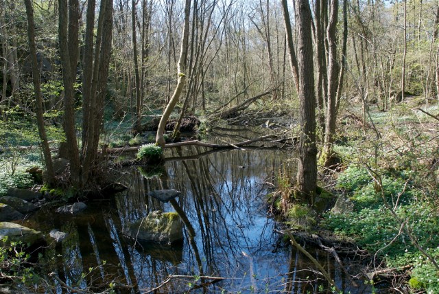 Den tilgroede Kruppedal 27. april 2014. (Foto: Michael Stoltze).