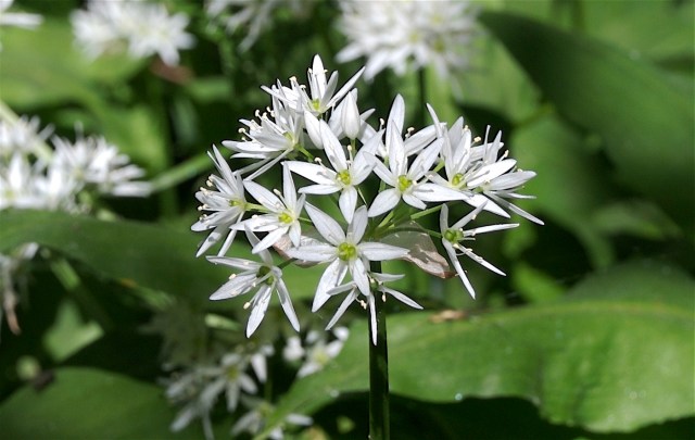 Ramsløg. (Foto: Michael Stoltze).