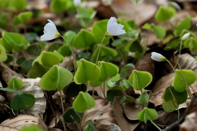 Skovsyre. (Foto: Michael Stoltze).