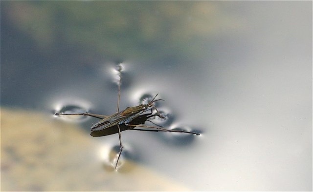 Skøjteløber. (Foto: Michael Stoltze).