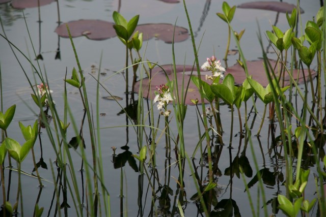 Bukkeblad. (Foto: Michael Stoltze).