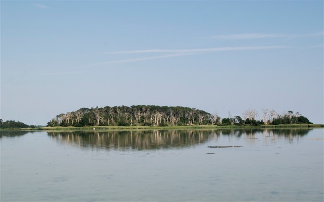 Ormø i Holsteinborg Nor er overladt til skarver og vild skov. Øen og noret får lov til at udvikle sig på naturens præmisser. Som kronen på værket er havørnen nu rykket ind på urskovsøen. (Foto: Michael Stoltze)