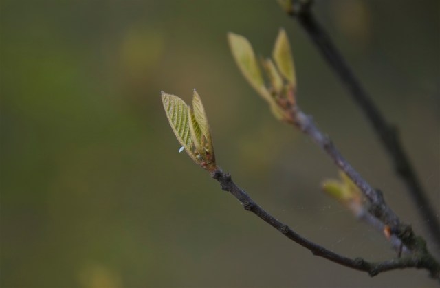 Æg af citronsommerfugl på tørst. (Foto: Michael Stoltze).