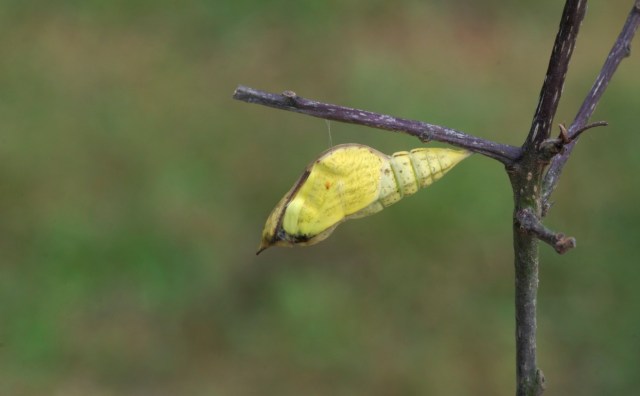 Puppe revner. Citronsommerfuglen er på vej ud. (Foto: Michael Stoltze).