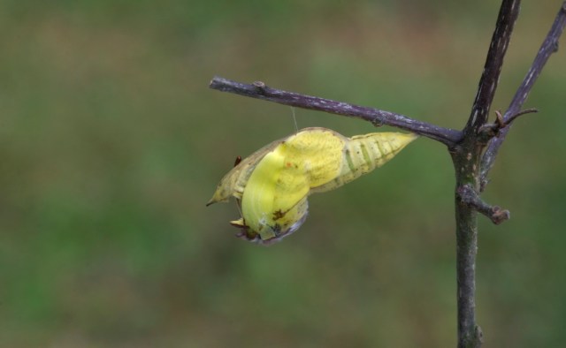 Følehornene er ved at være fri. (Foto: Michael Stoltze).
