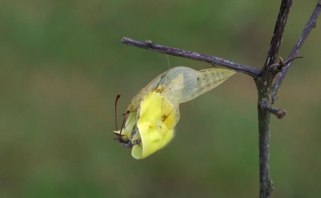 Vingerne er næsten fri. (Foto: Michael Stoltze).
