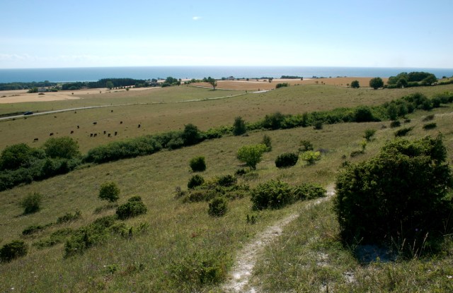 Artsrige overdrev og enge er blandt de naturtyper, der virkelig har brug for bedre beskyttelse og mere plads i Danmark. Der er også brug for større arealer med vild og urørt natur. Høvblege på Møn. (Foto: Michael Stoltze). 