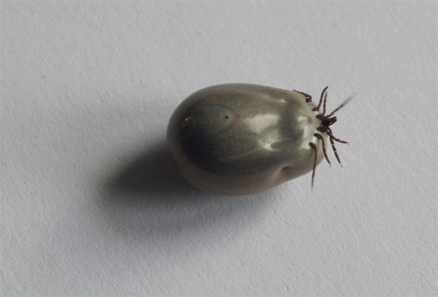 Skovflåter. Modbydelig, farlig og svær at forsvare. (Foto: Michael Stoltze).