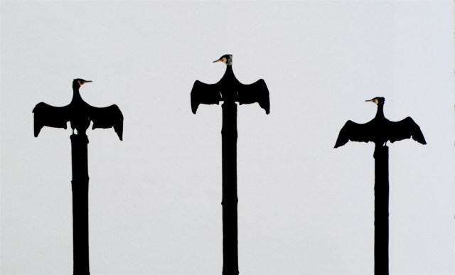 Skarver. (Michael Stoltze/Randi Schirnig: "De tre skarver". Fra udstillingen "Fuglefri", Silkeborg 1998. Foto: Per Bak Jensen).