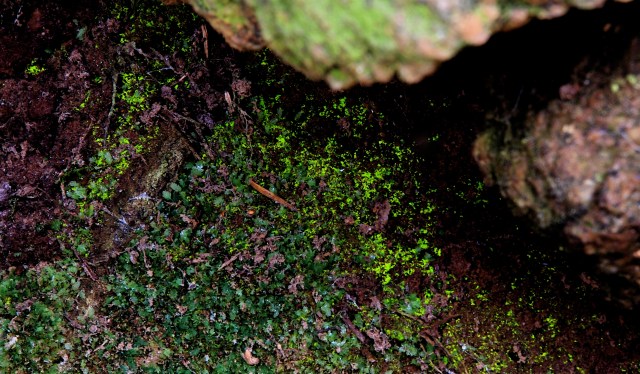 Lysmos med forstadier og veludviklede blade. (Foto: Michael Stoltze).
