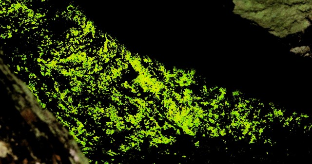 Nærbillede af en tæt bevoksning af lysmossets forstadier (Foto: Michael Stoltze).