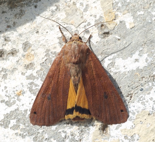 Smutugle. (Foto: Michael Stoltze).