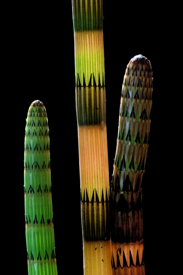 Nye, kulørte skud af dyndpaddrokker på vej. (Foto Michael Stoltze).