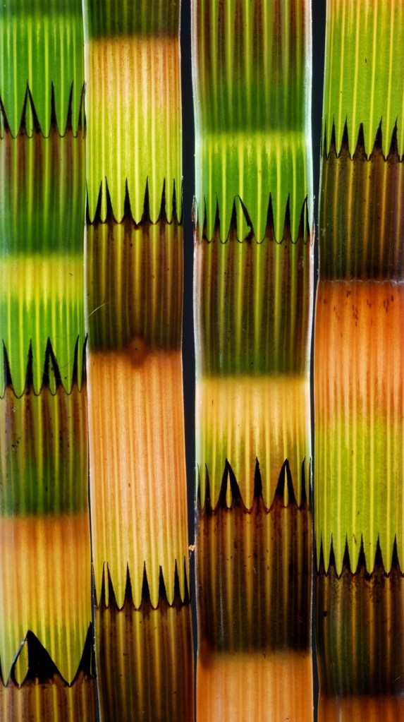 Fire skud af dyndpadderok. Foto: Michael Stoltze)