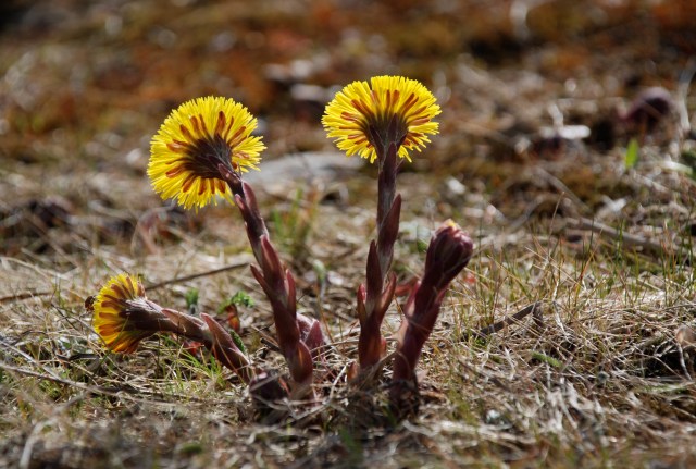 Følfod i modlys. (Foto: Michael Stoltze).