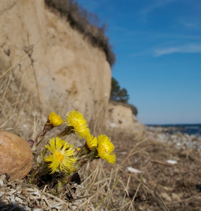 Følfod ved Glænøs sydvendte klint (Foto: Michael Stoltze).
