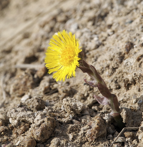 En af Jordens sole. Glænø Strand. (Foto: Michael Stoltze).
