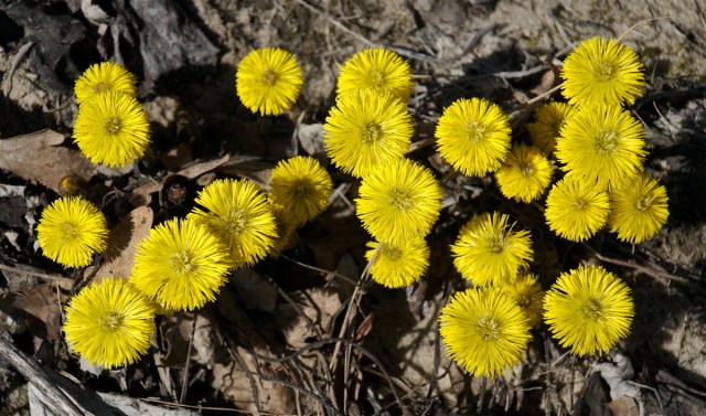 Følfod ved Sose Odde. (Foto: Michael Stoltze).